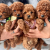 Red Kızıl Toy Poodle Yavrular